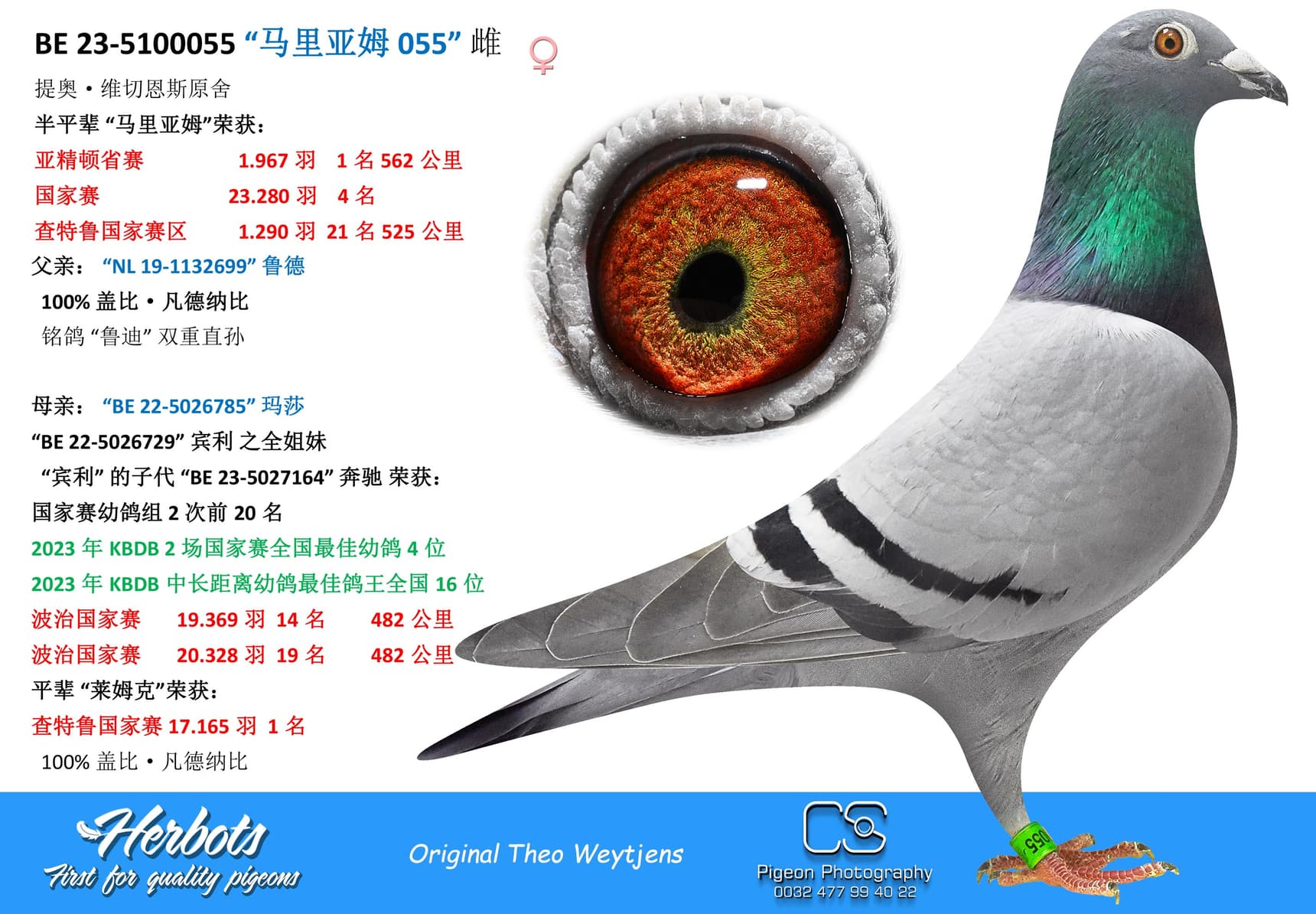 pigeon: “马里亚姆 055”