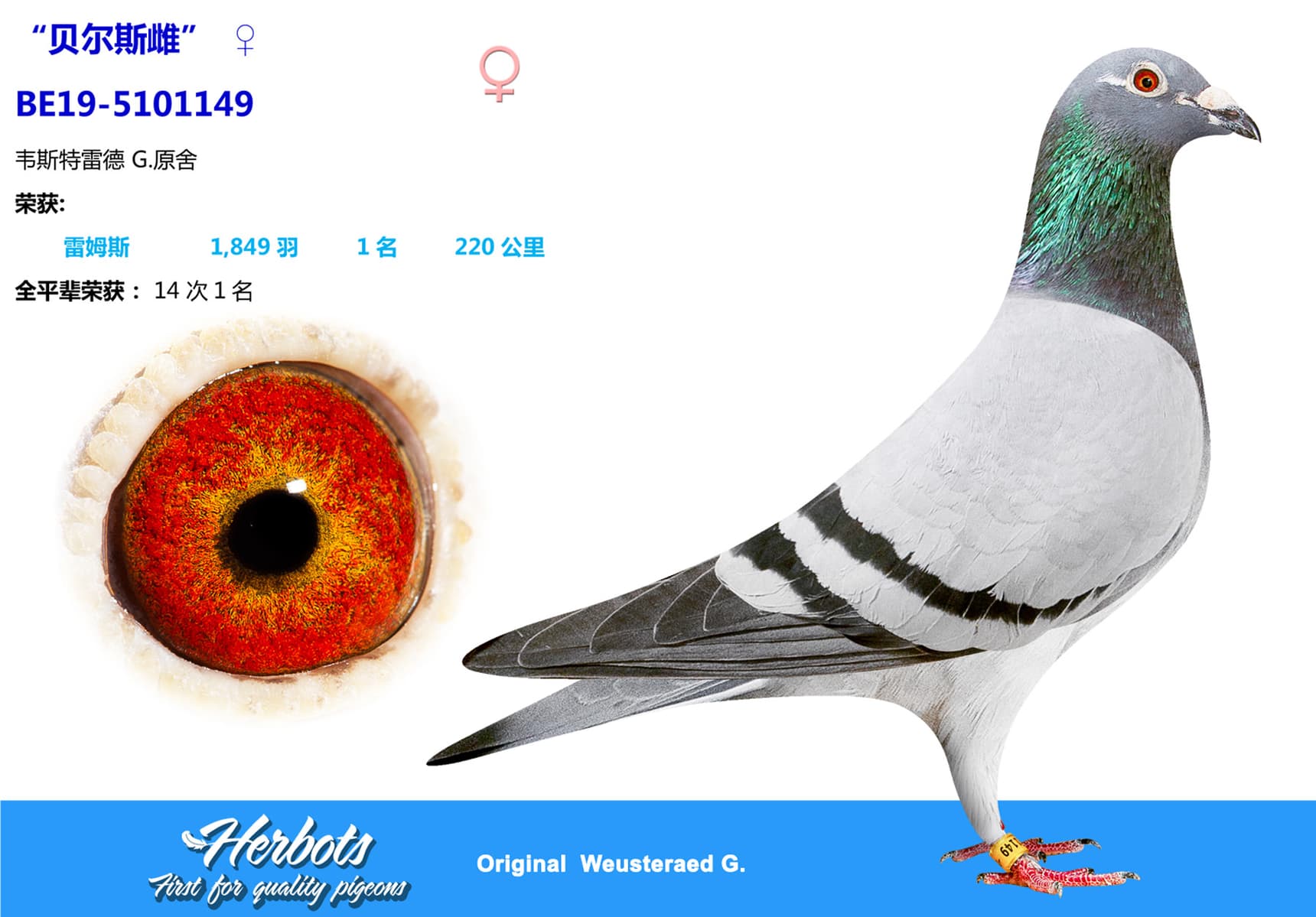 pigeon: undefined