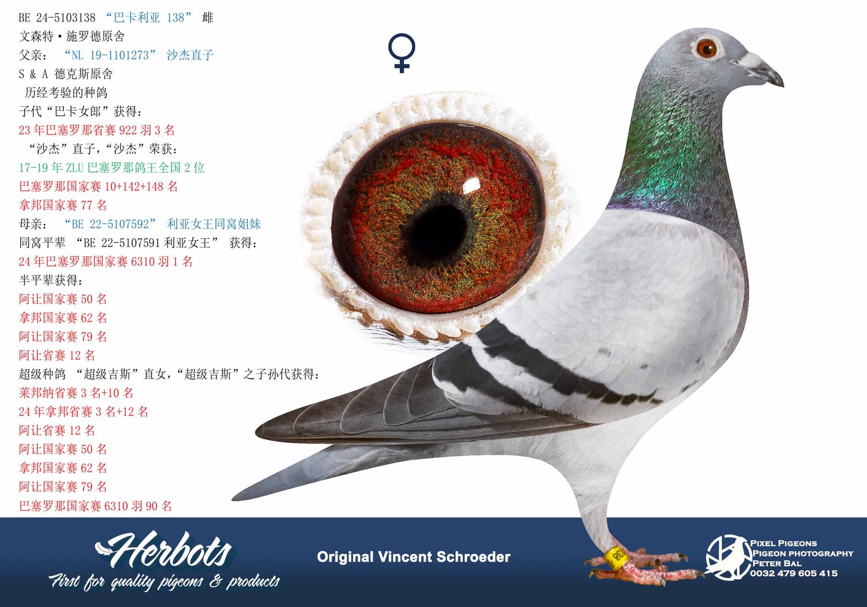 pigeon: undefined