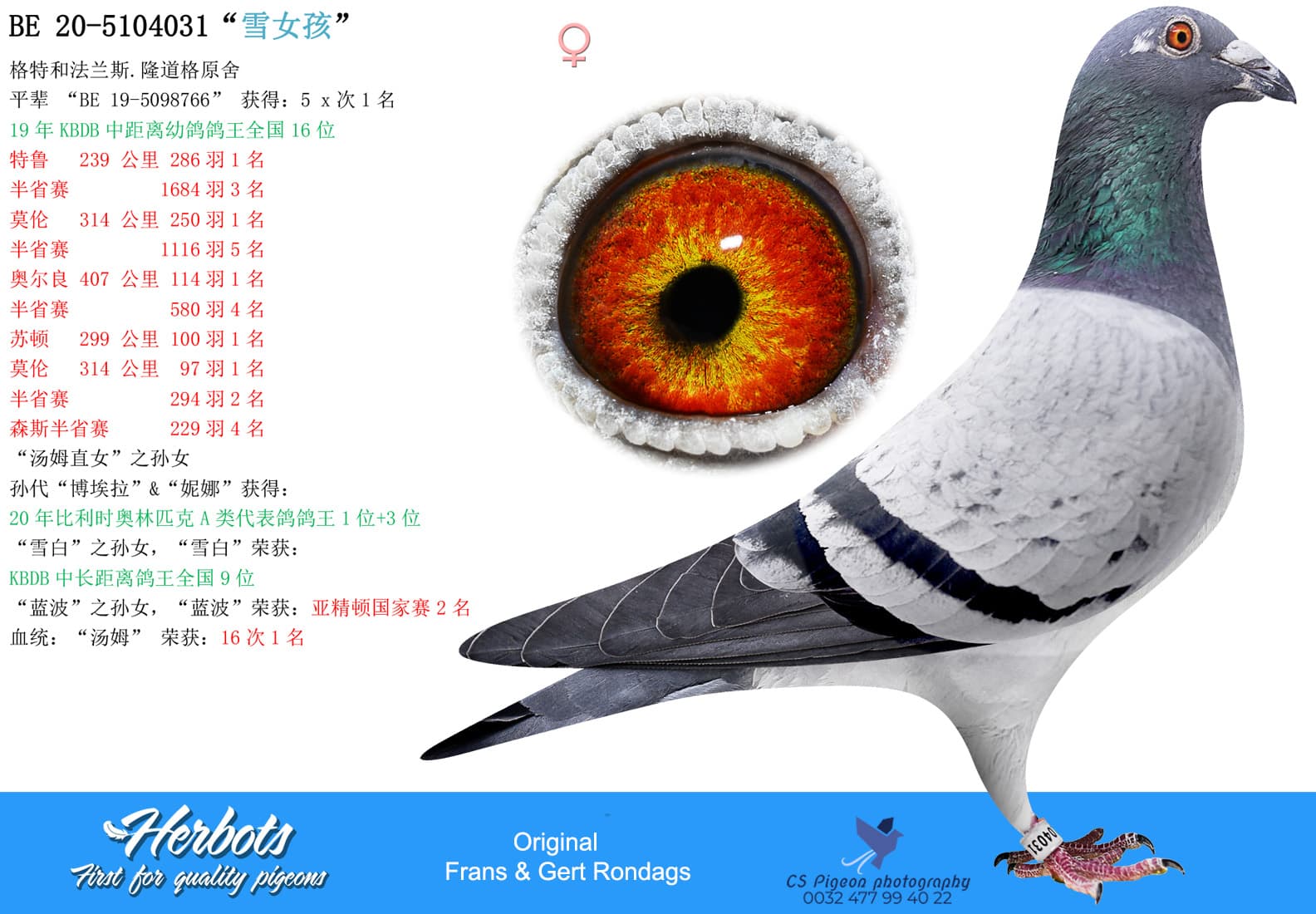 pigeon: “雪女孩”