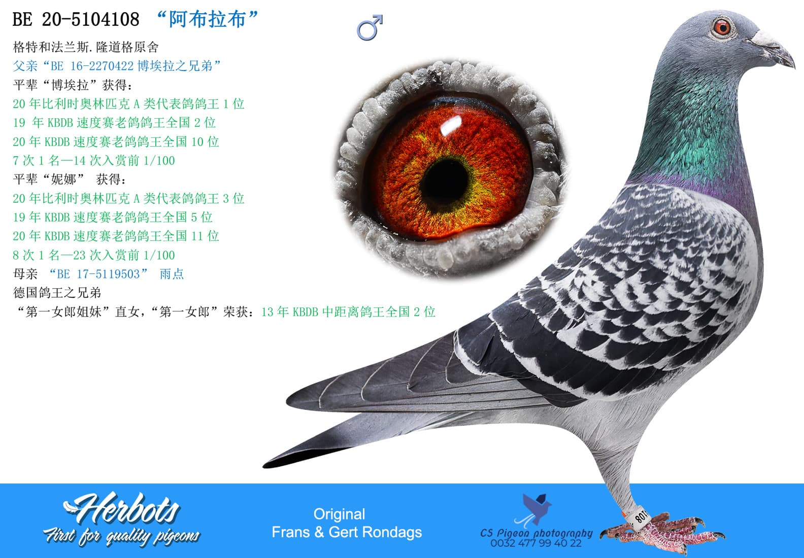 pigeon: “阿布拉布”