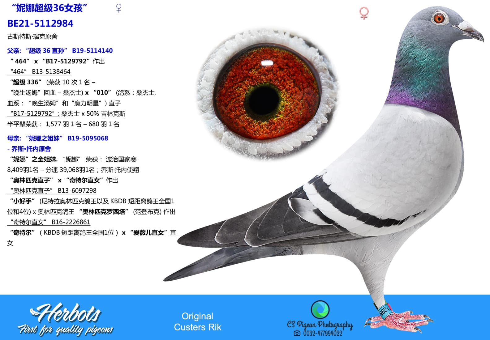 pigeon: undefined