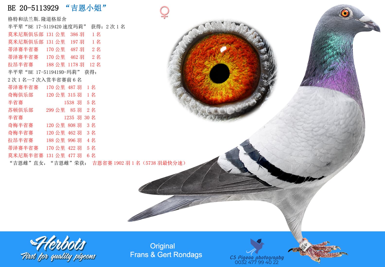 pigeon: “吉恩小姐”