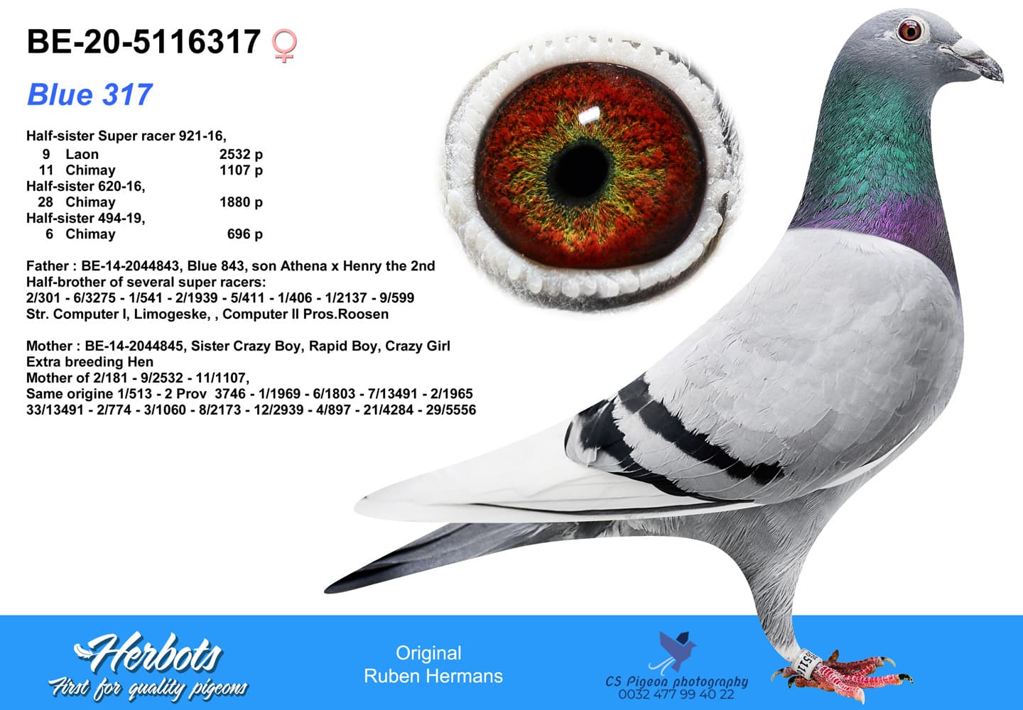pigeon: undefined