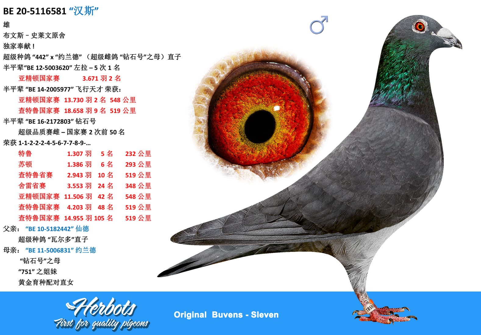 pigeon: undefined