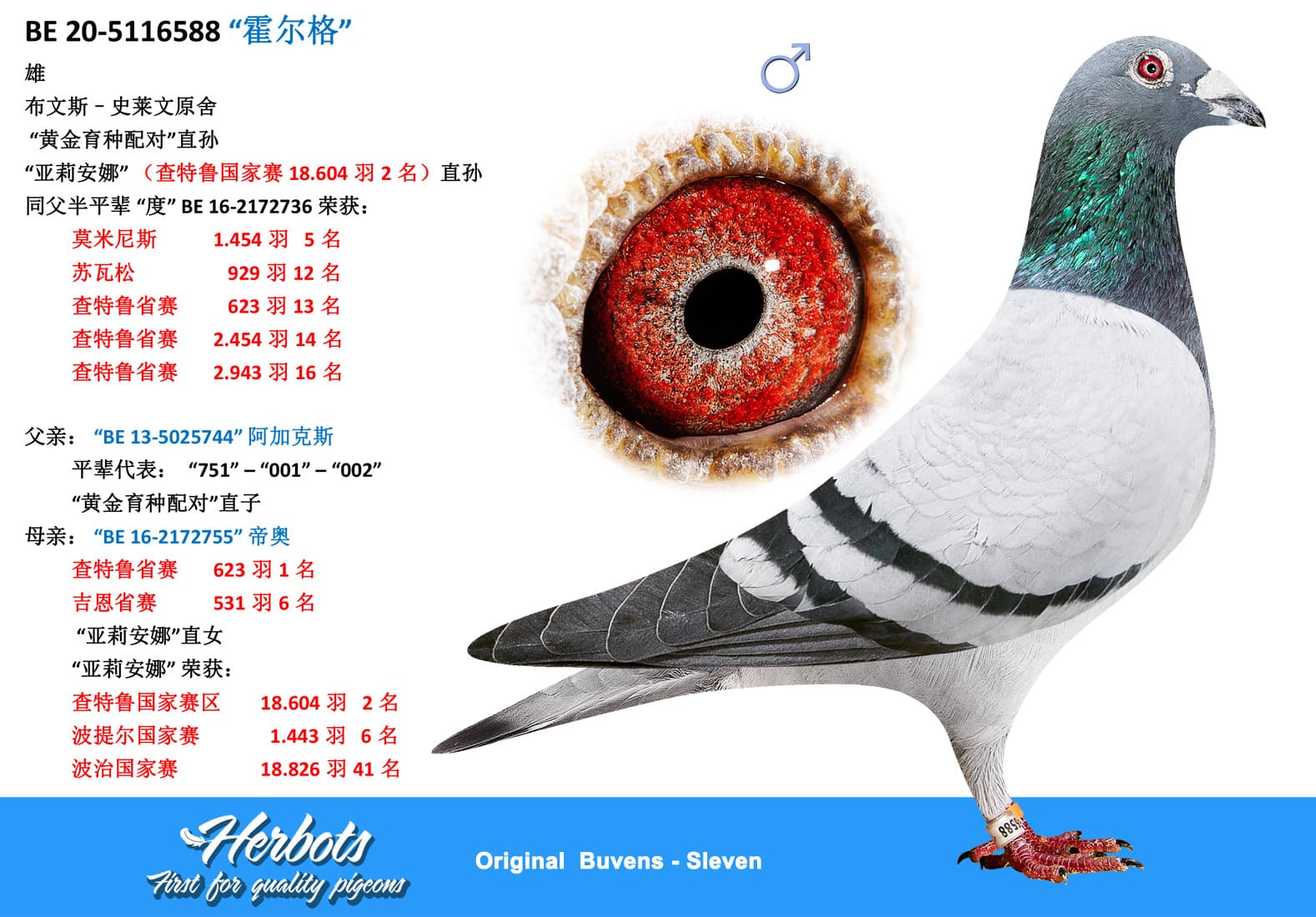 pigeon: “霍尔格”