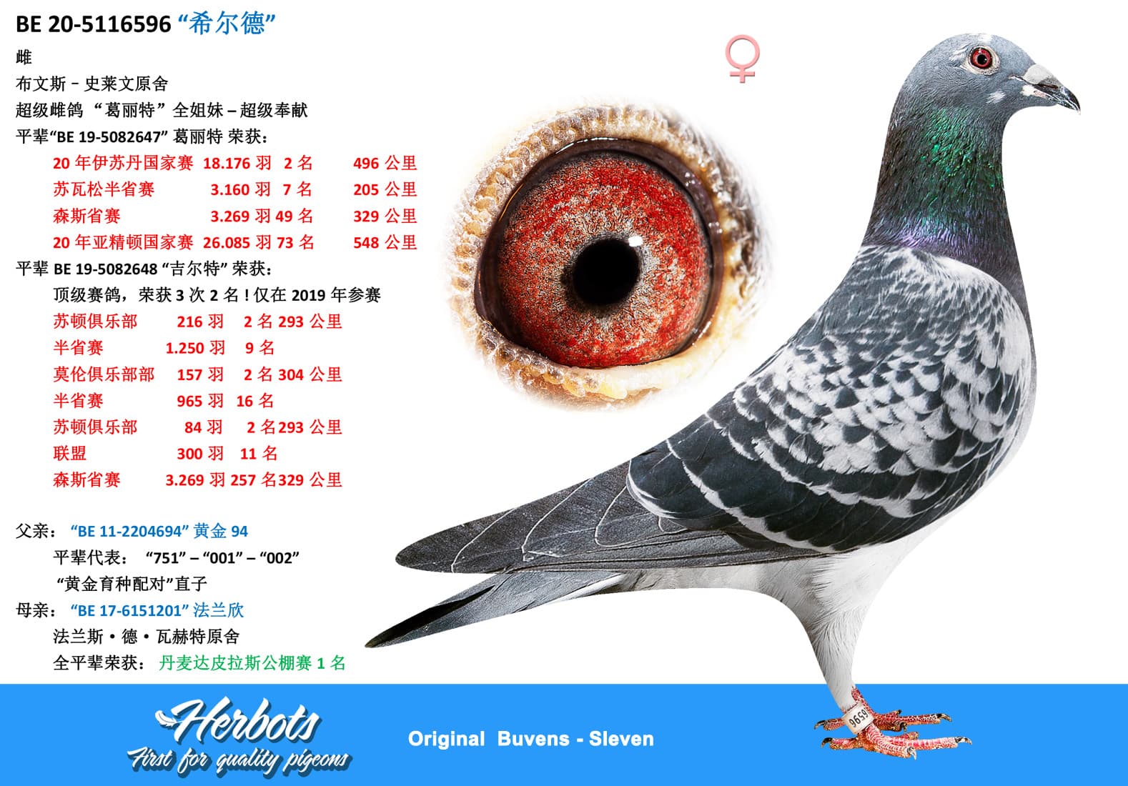 pigeon: undefined