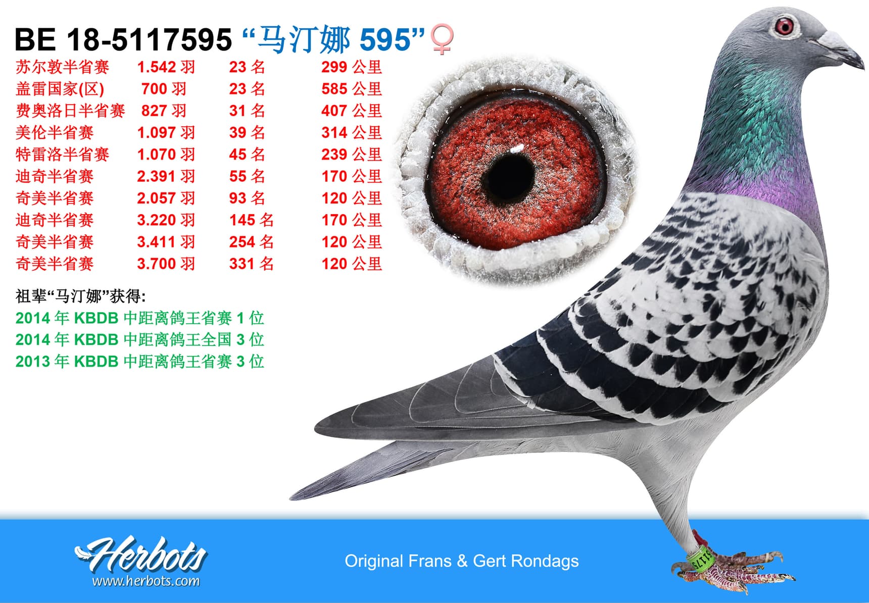 pigeon: “马汀娜595”