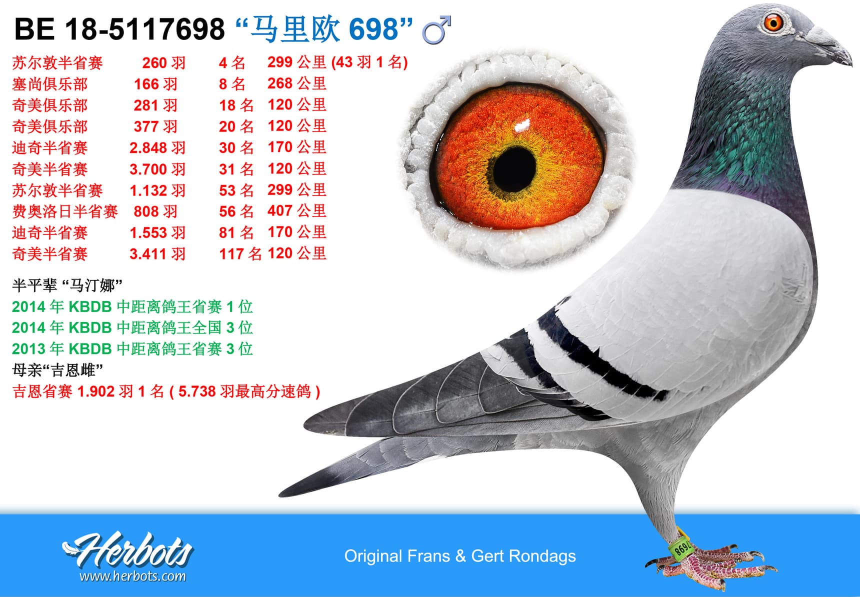 pigeon: undefined