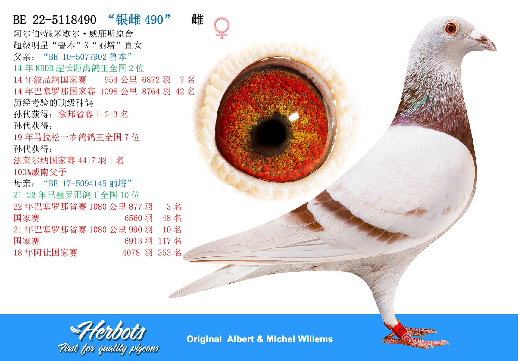 pigeon: “银雌490”