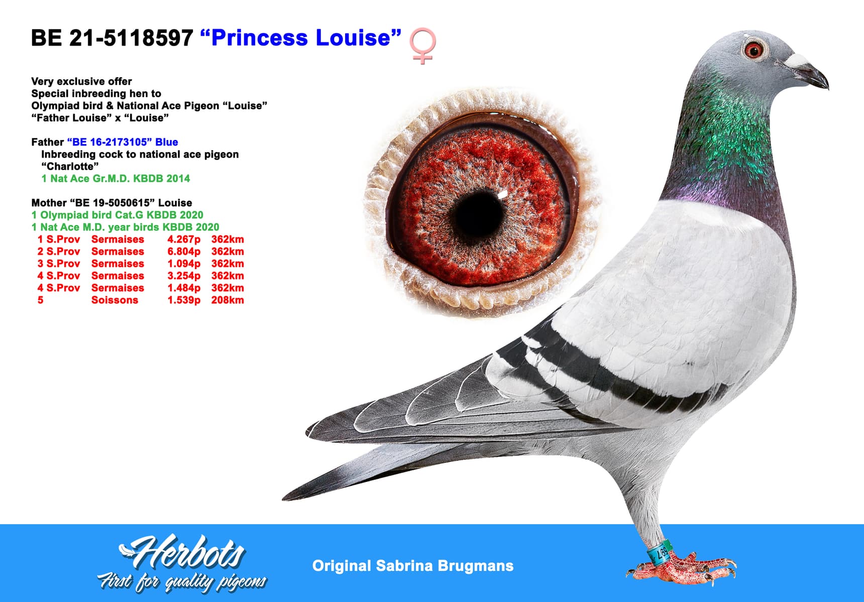pigeon: undefined