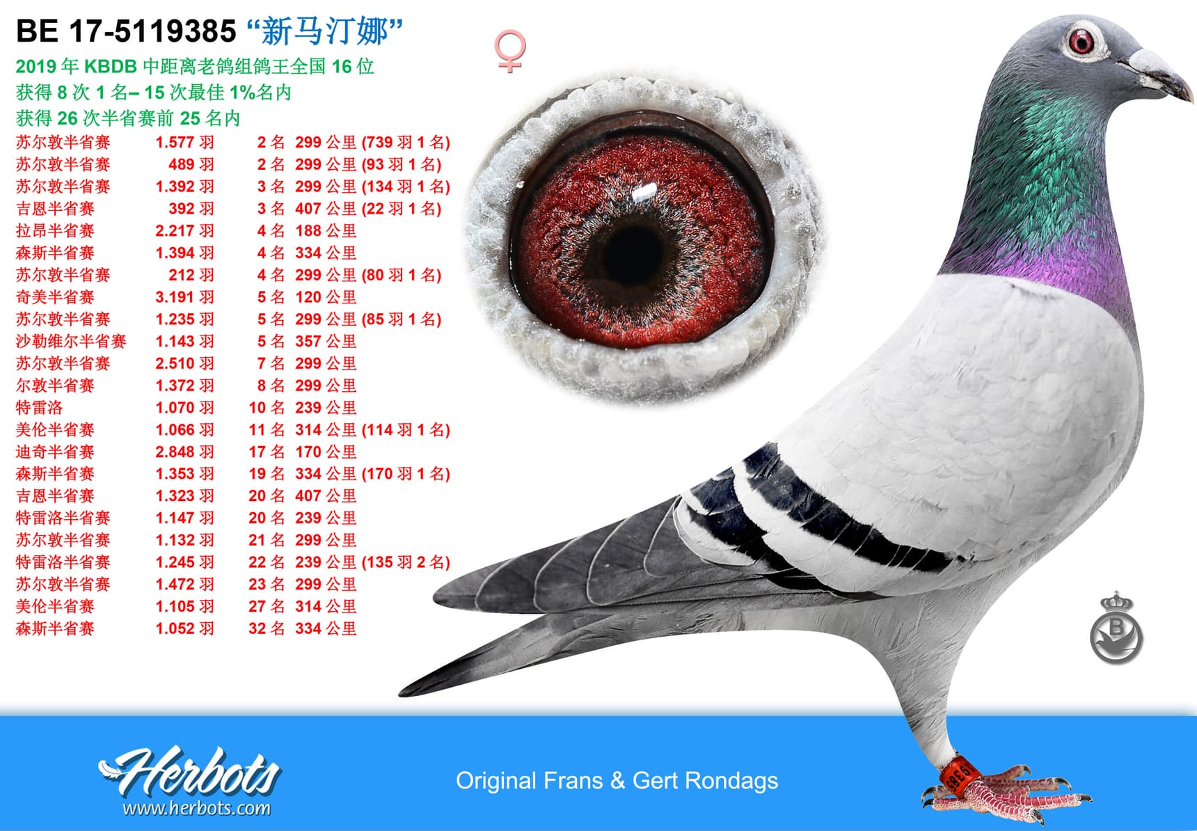 pigeon: undefined
