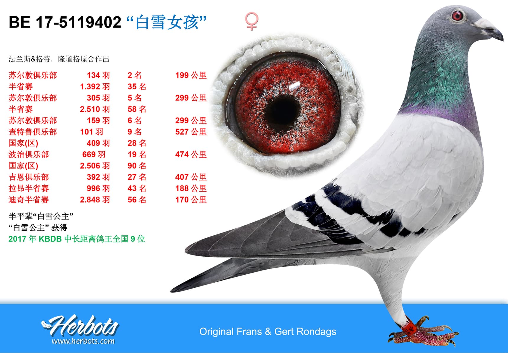 pigeon: undefined