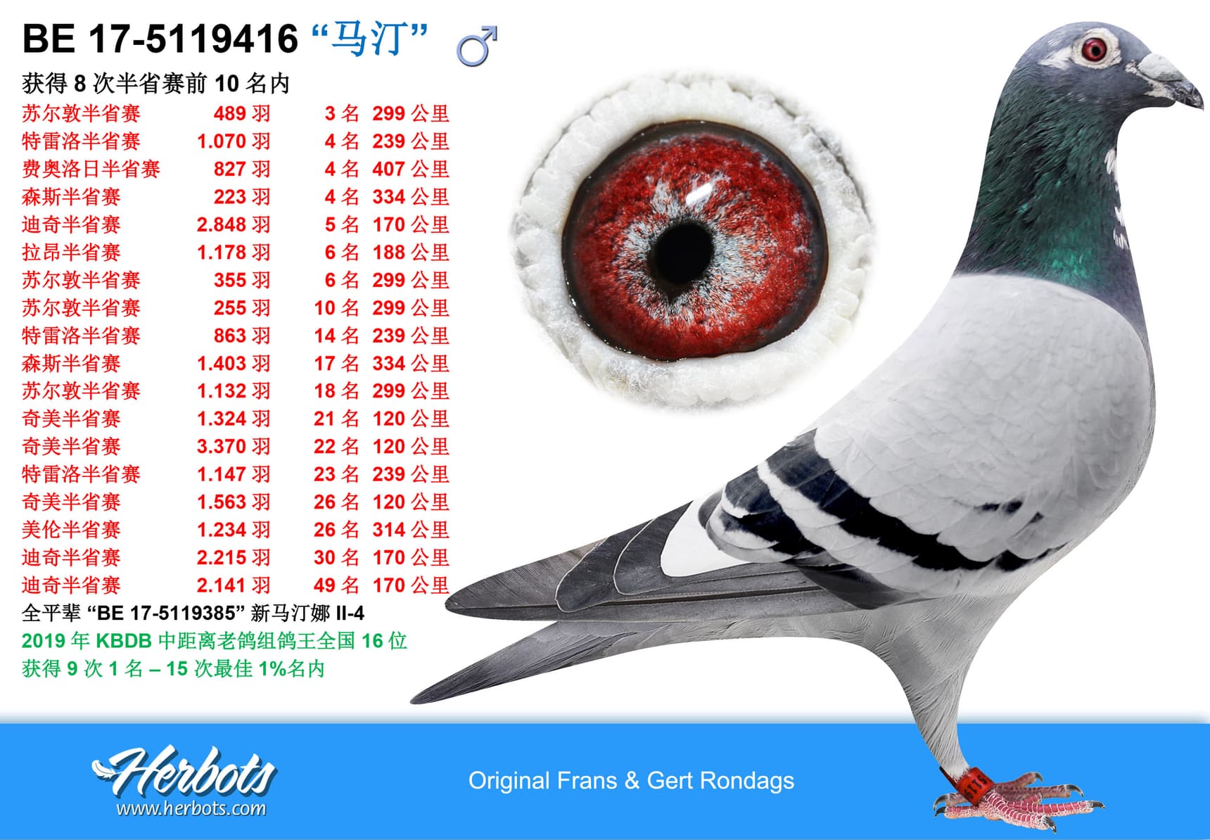 pigeon: “马汀”