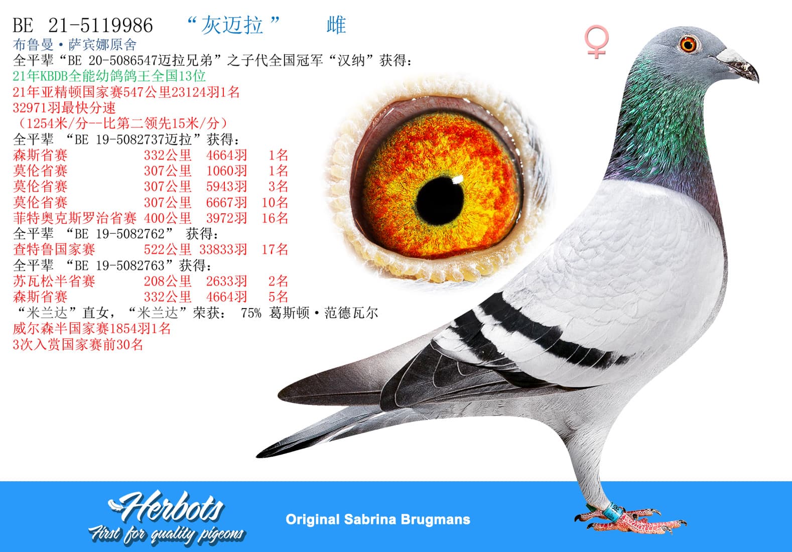 pigeon: “灰迈拉”