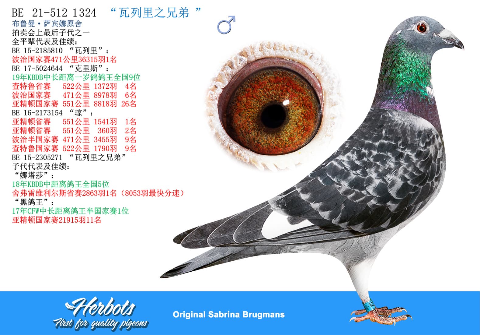 pigeon: “瓦列里之兄弟”