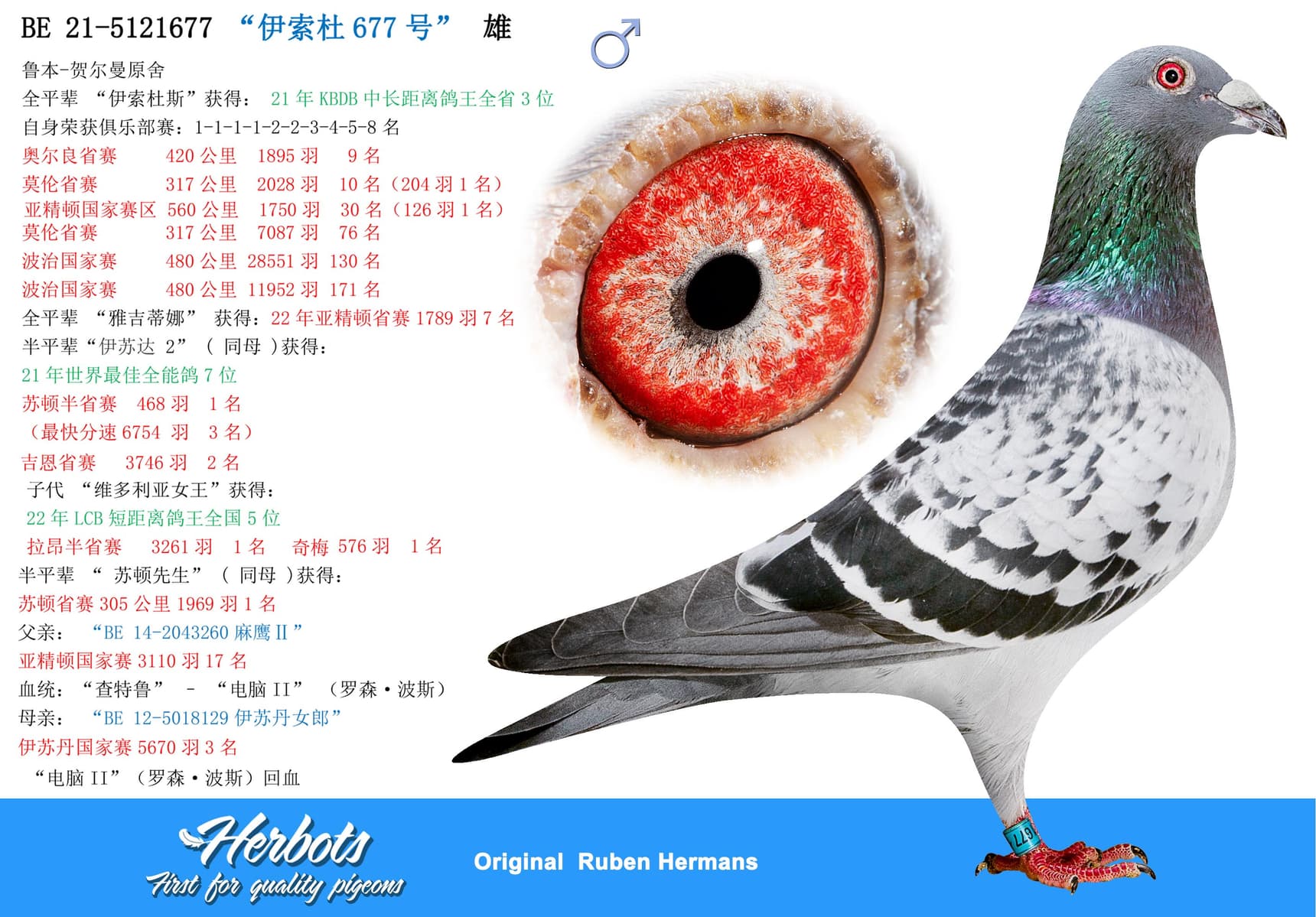 pigeon: “伊索杜677号”