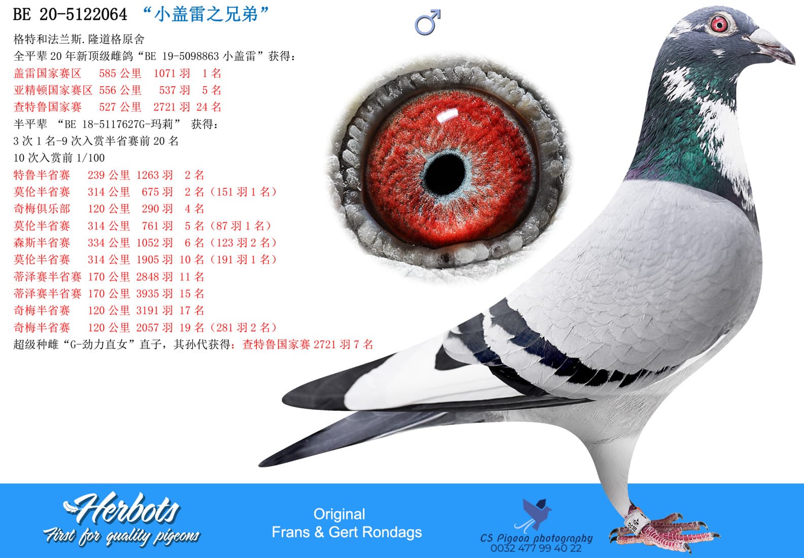 pigeon: “小盖雷之兄弟”
