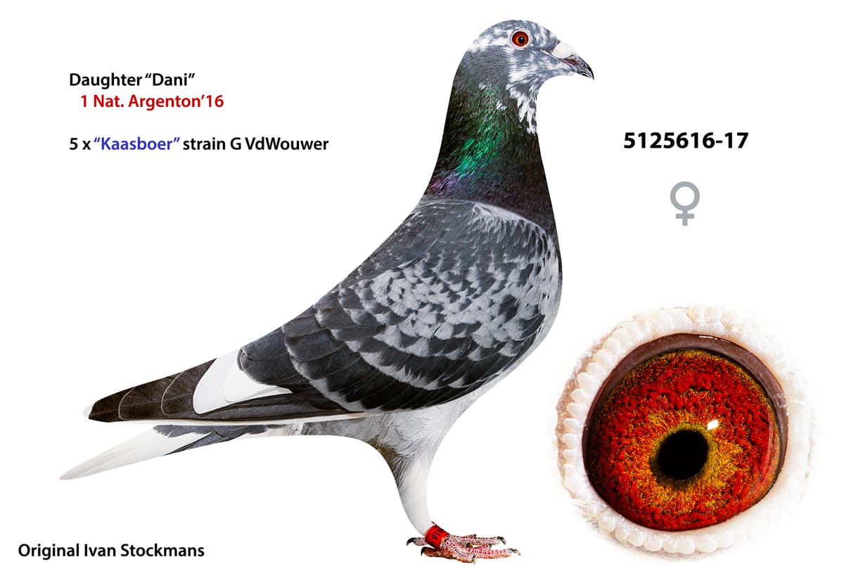 pigeon: undefined