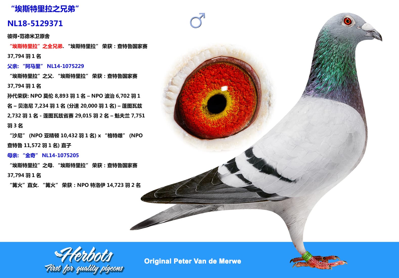 pigeon: undefined