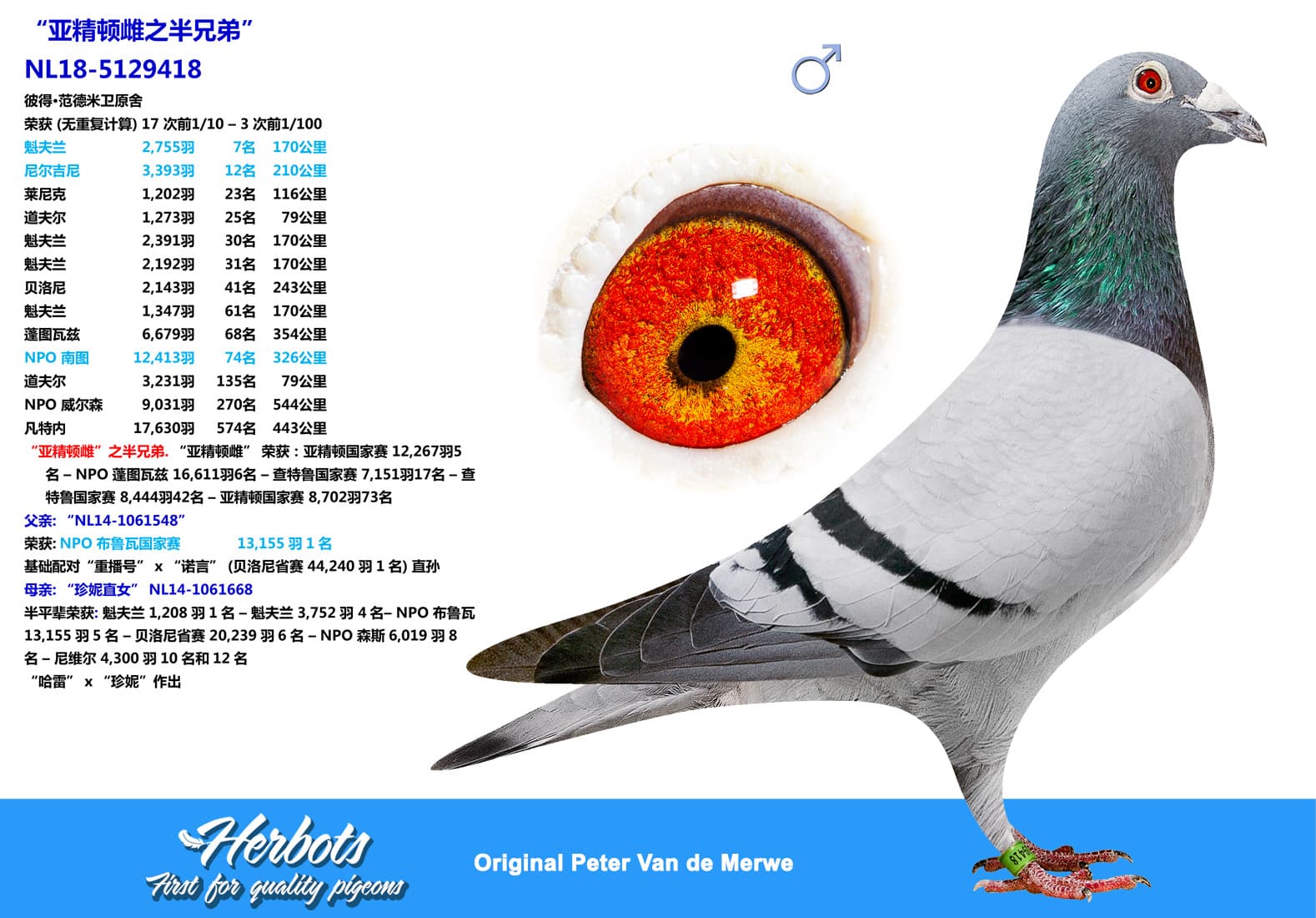pigeon: undefined