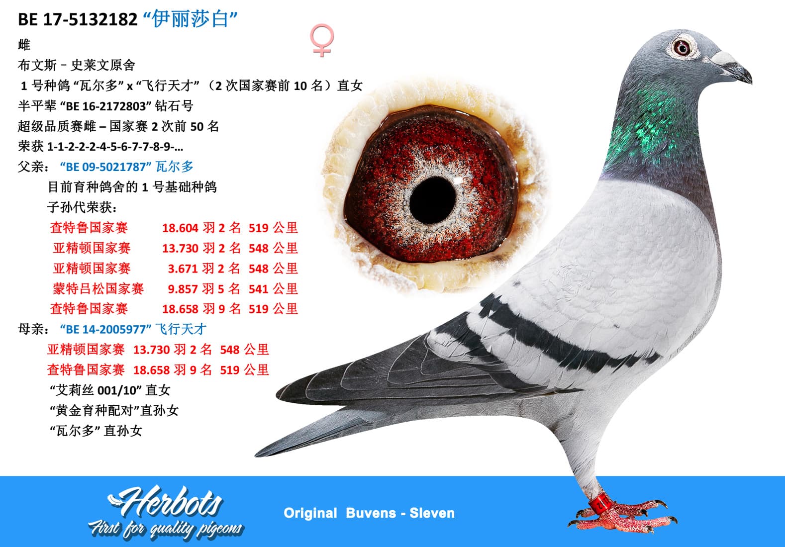pigeon: undefined