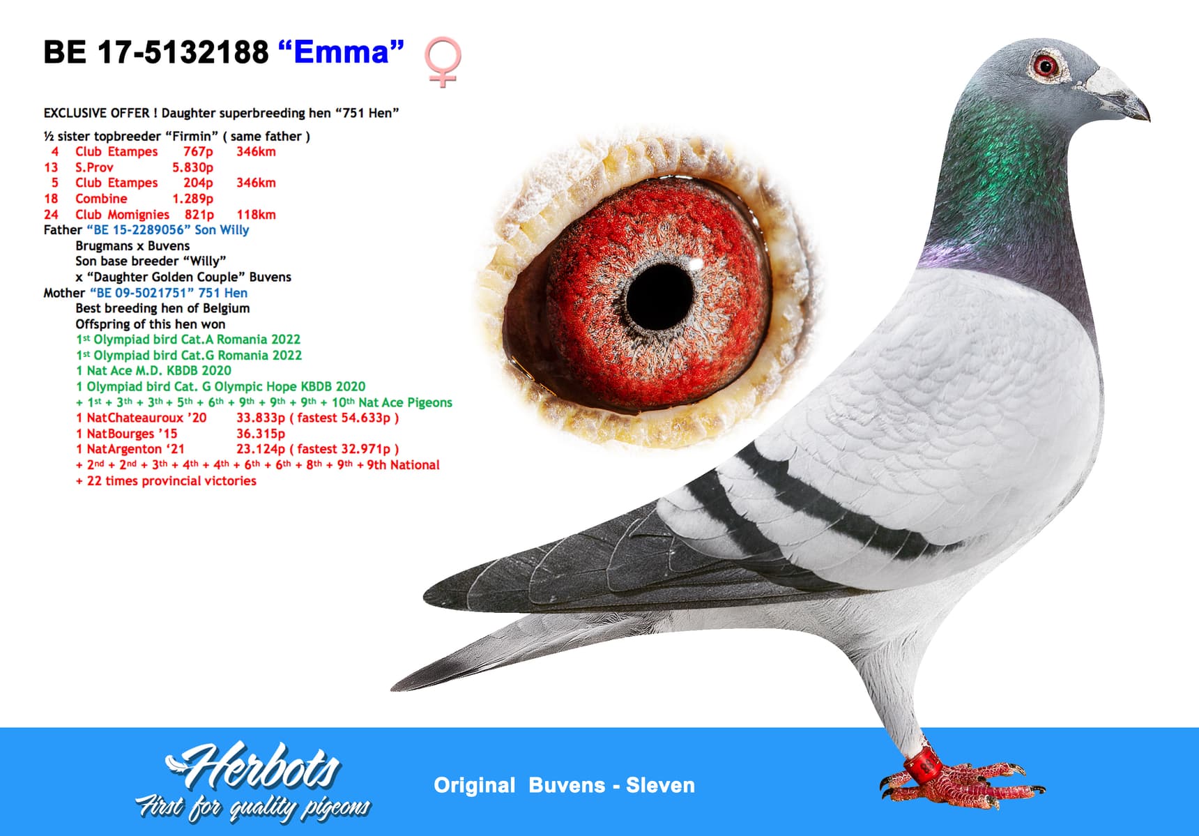 pigeon: undefined