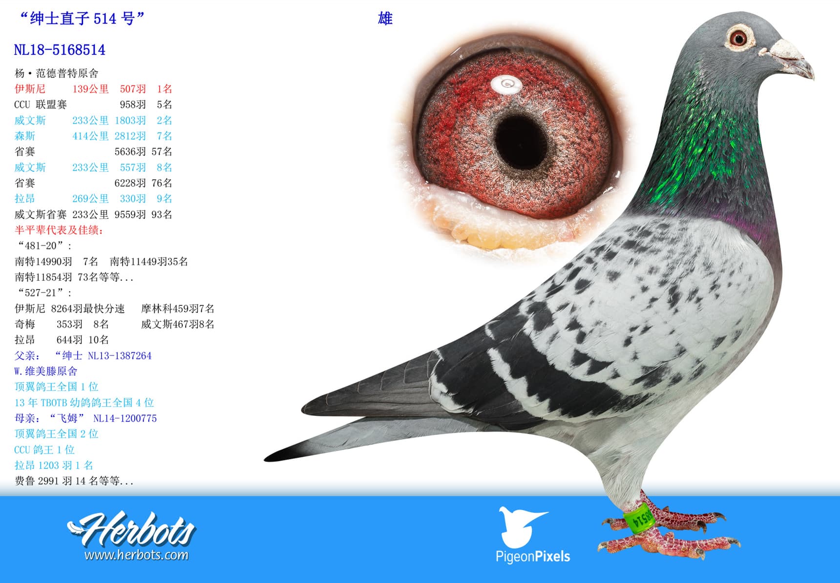 pigeon: undefined