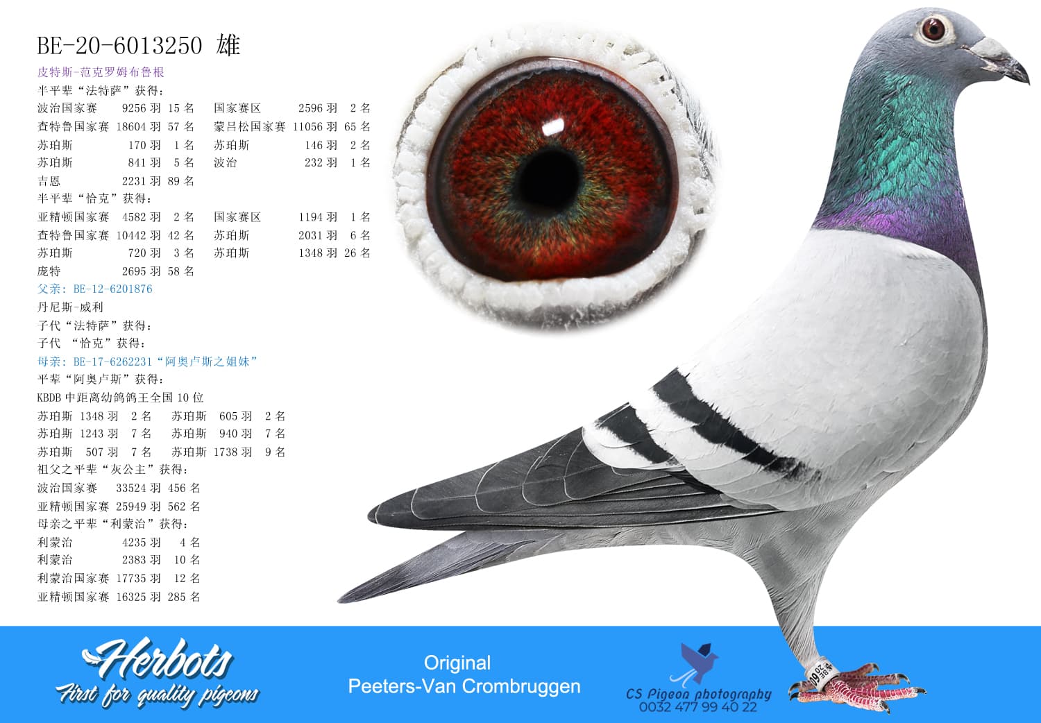 pigeon: undefined