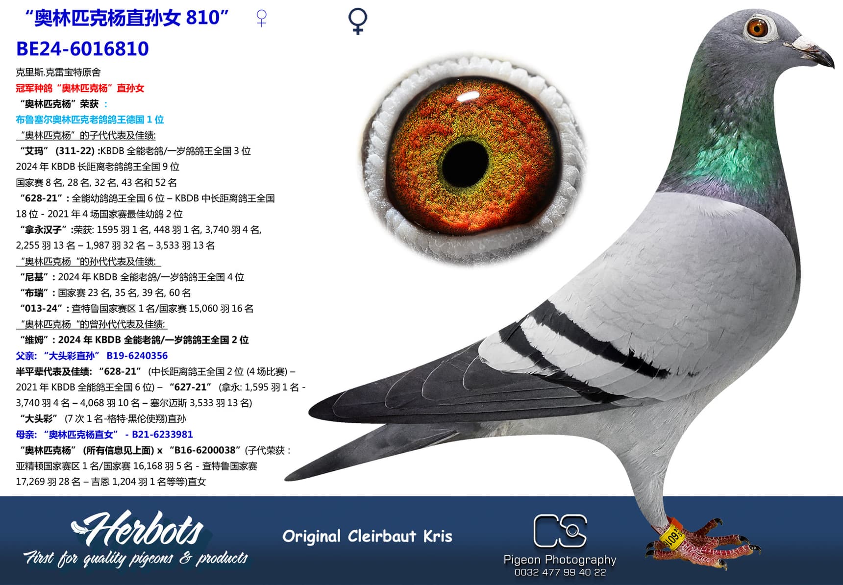 pigeon: undefined