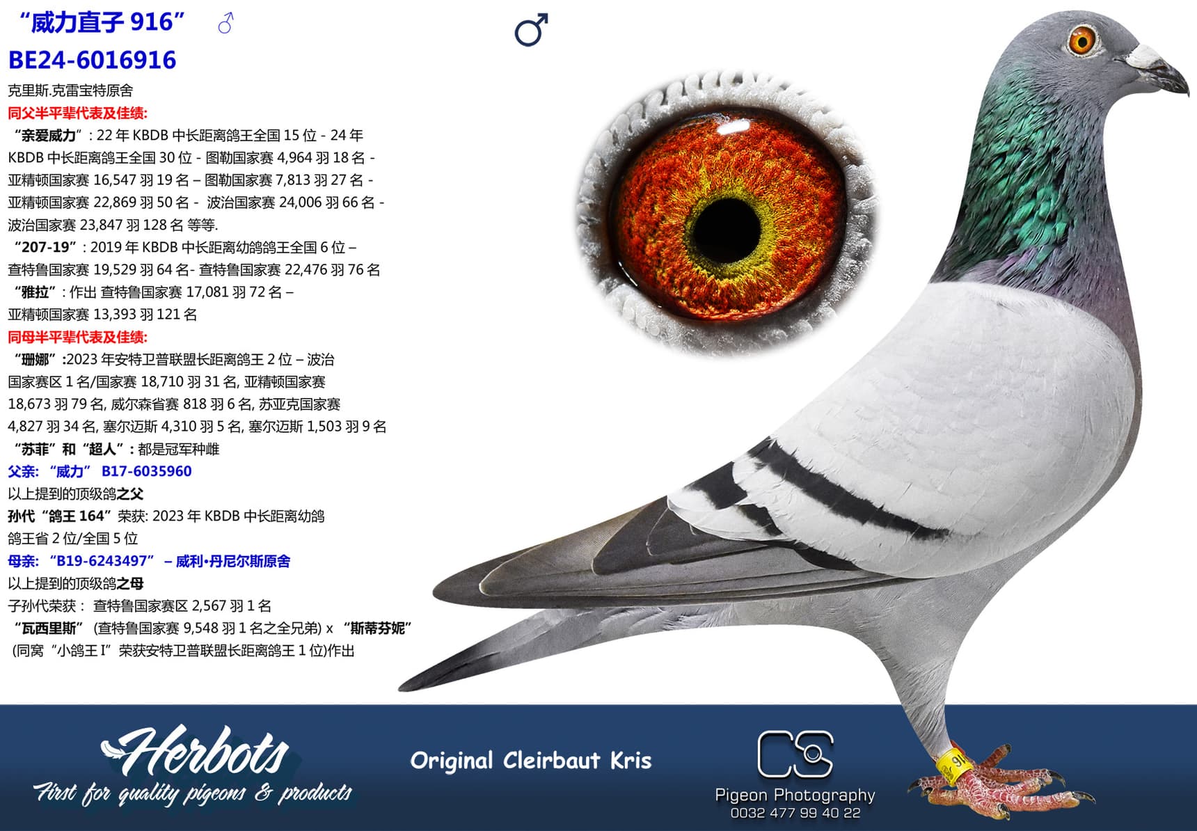 pigeon: undefined