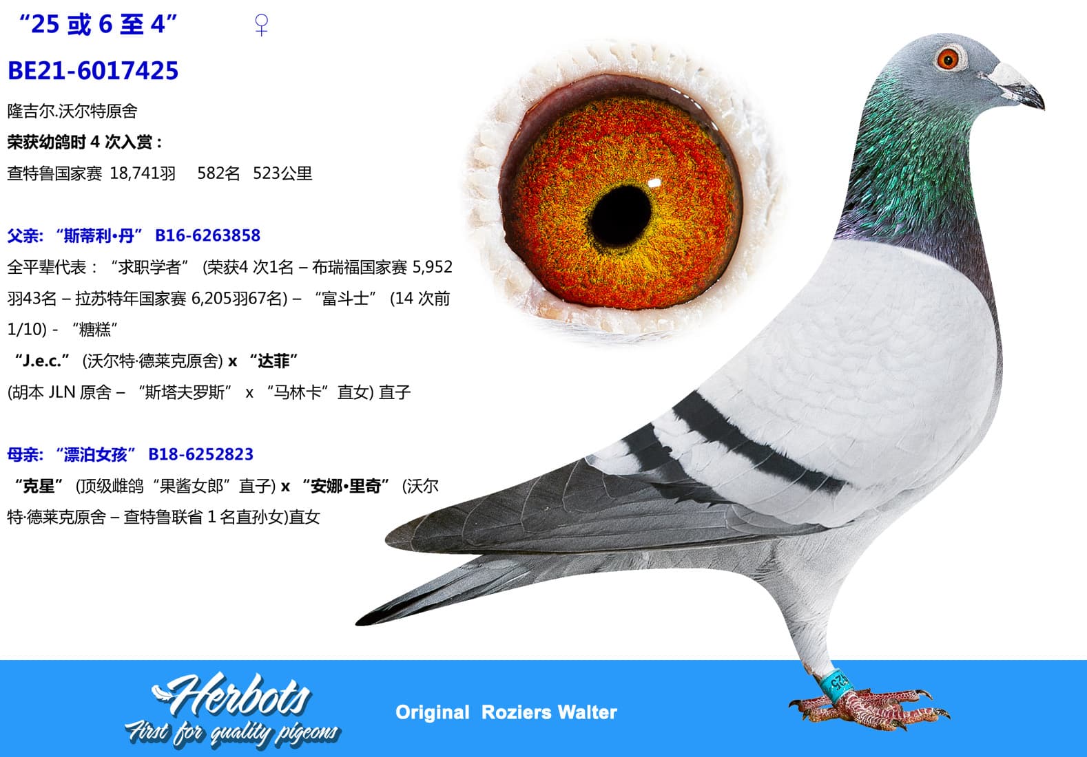 pigeon: “25 或 6 至 4”