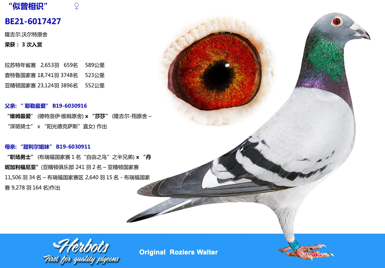 pigeon: undefined