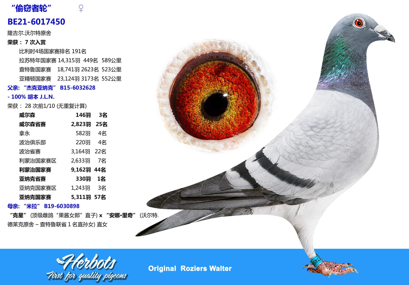 pigeon: undefined
