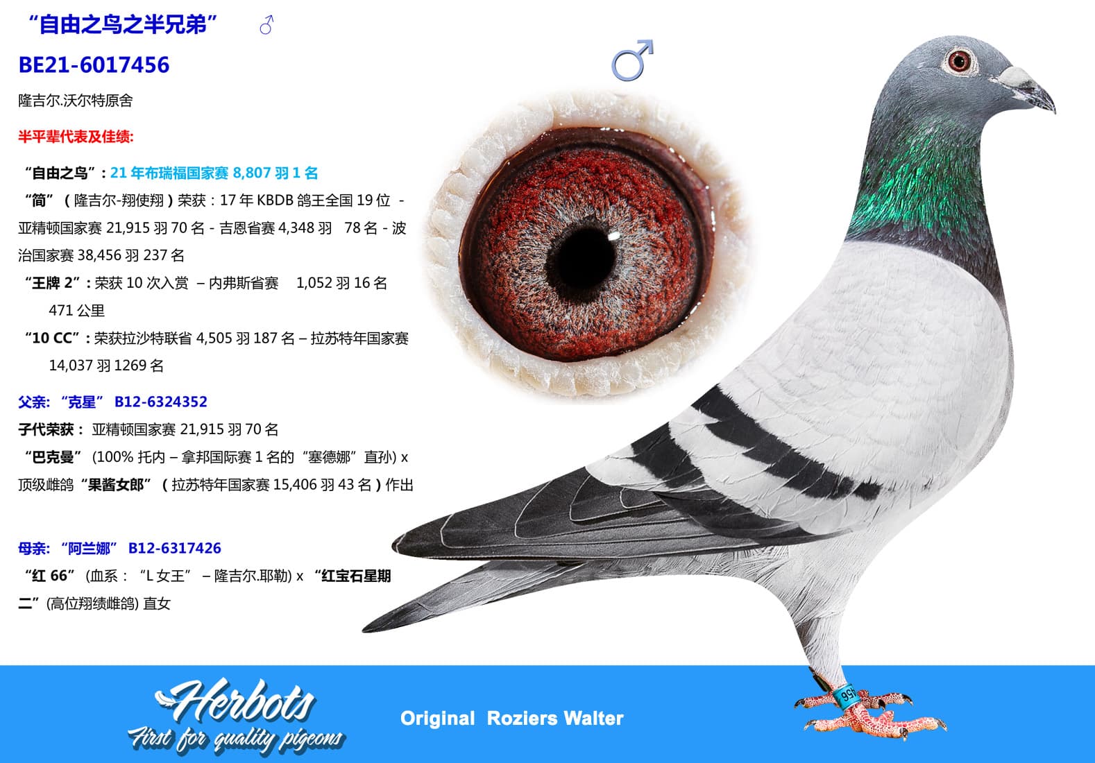 pigeon: undefined