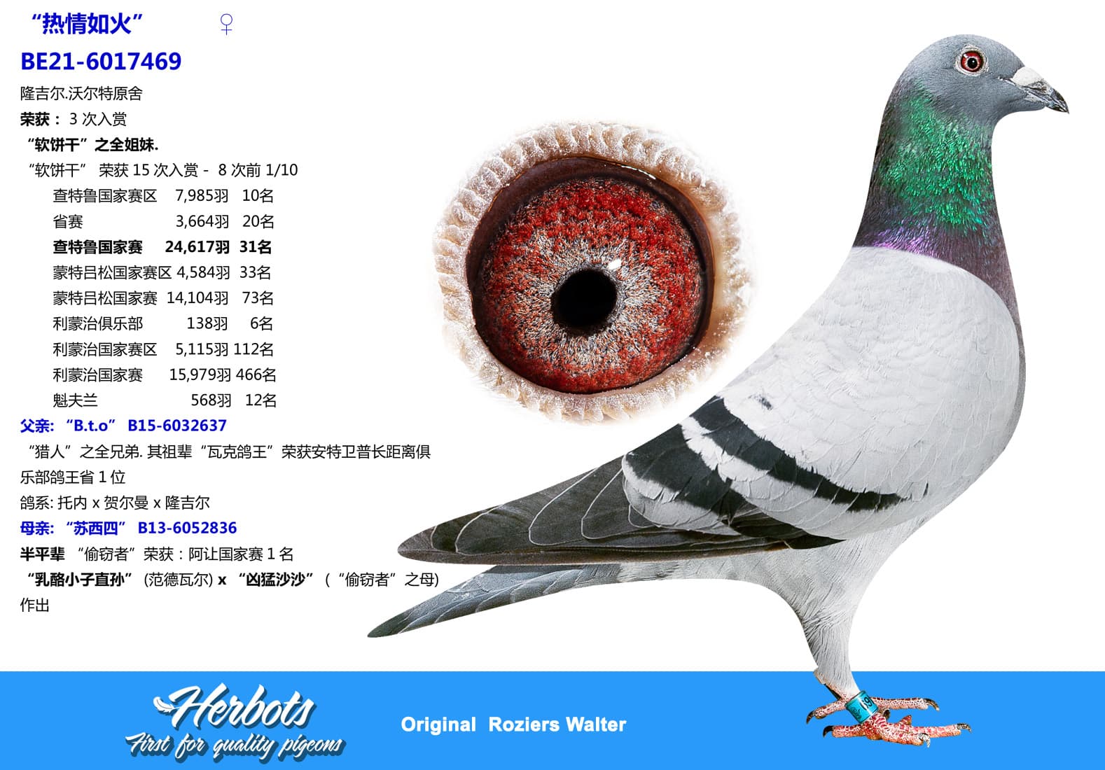 pigeon: undefined