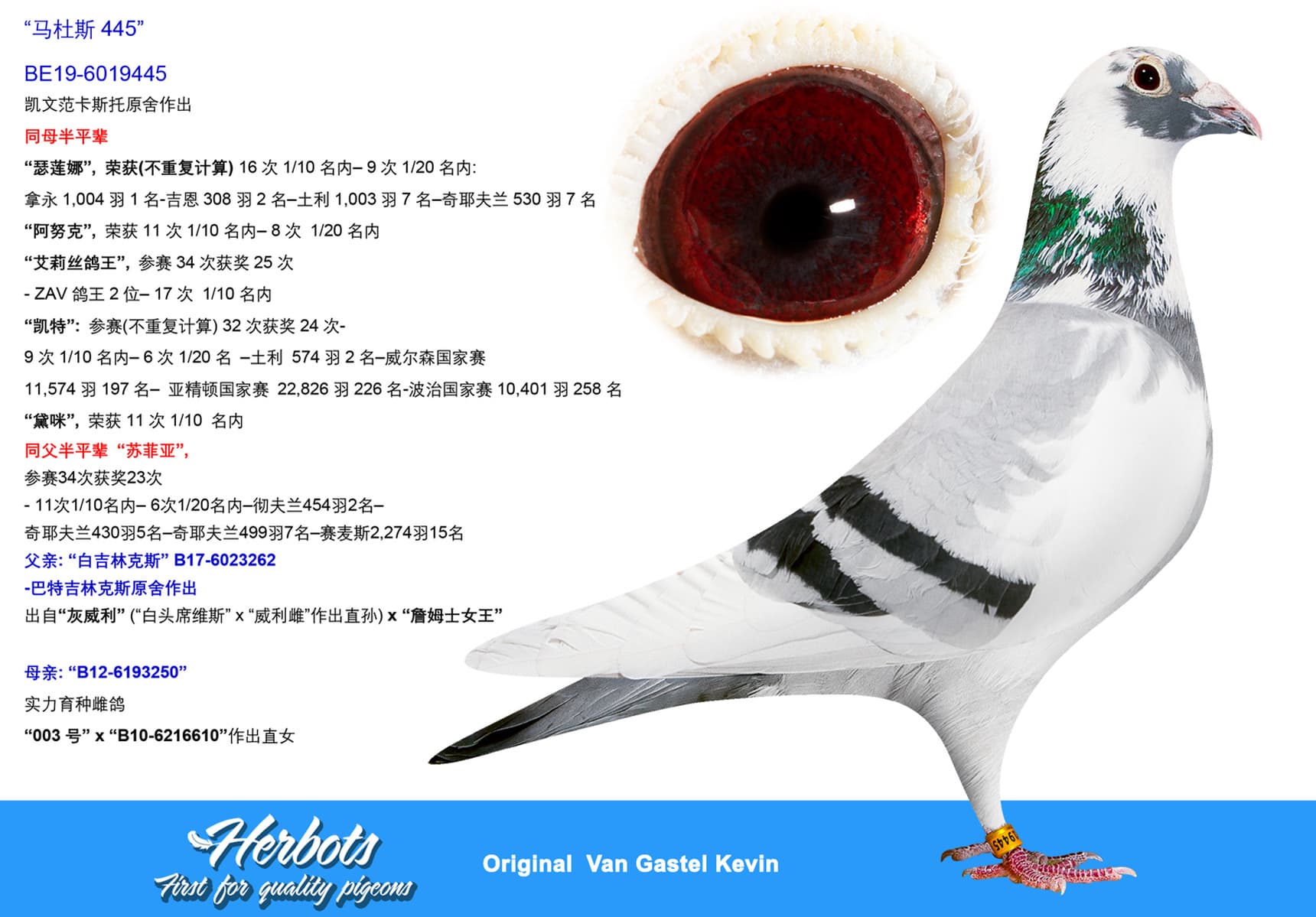 pigeon: undefined