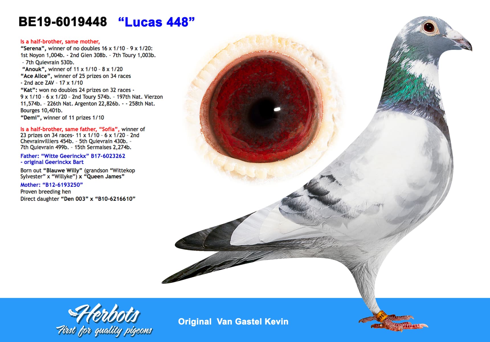 pigeon: undefined