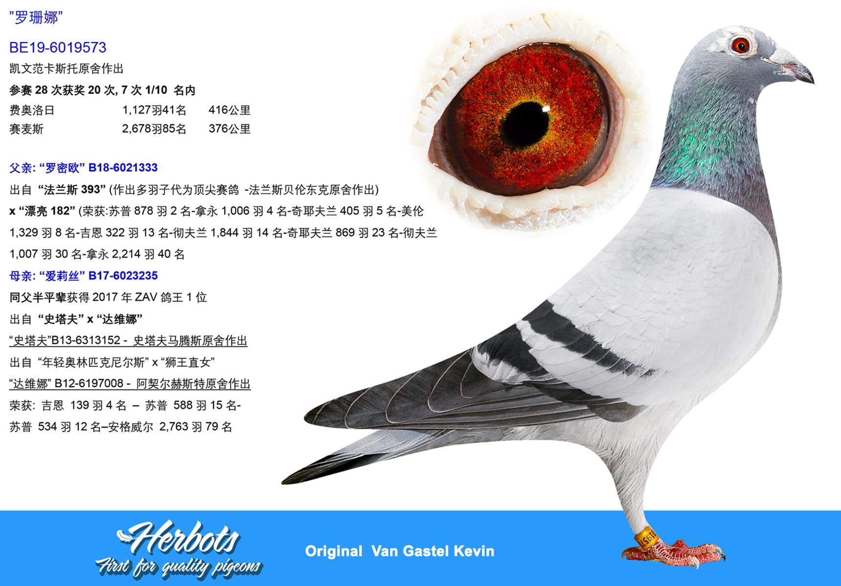 pigeon: ”罗珊娜”