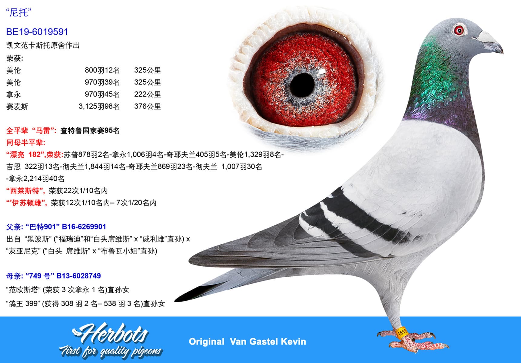 pigeon: undefined