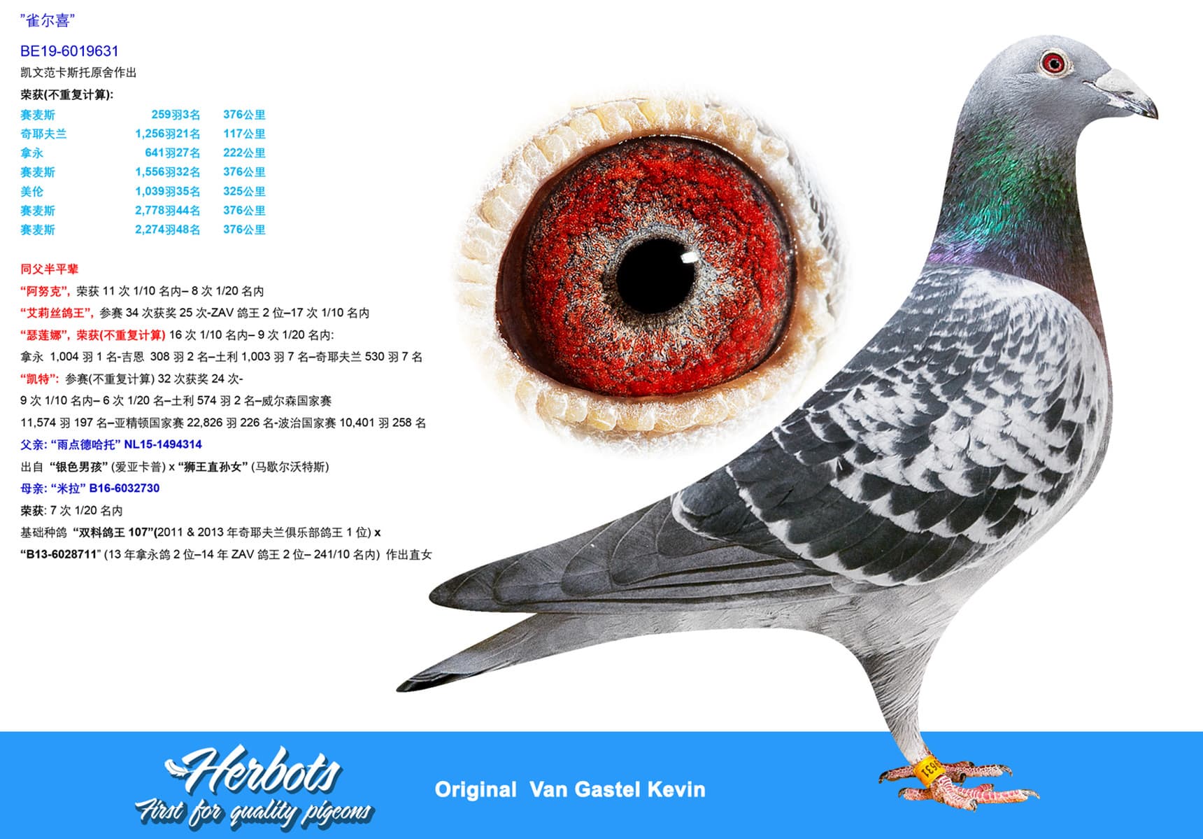 pigeon: undefined