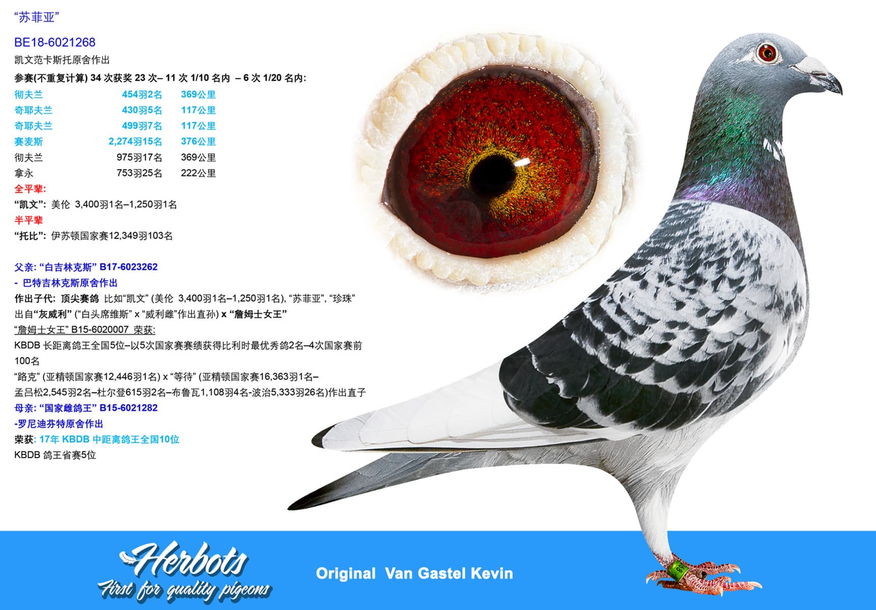 pigeon: “苏菲亚”