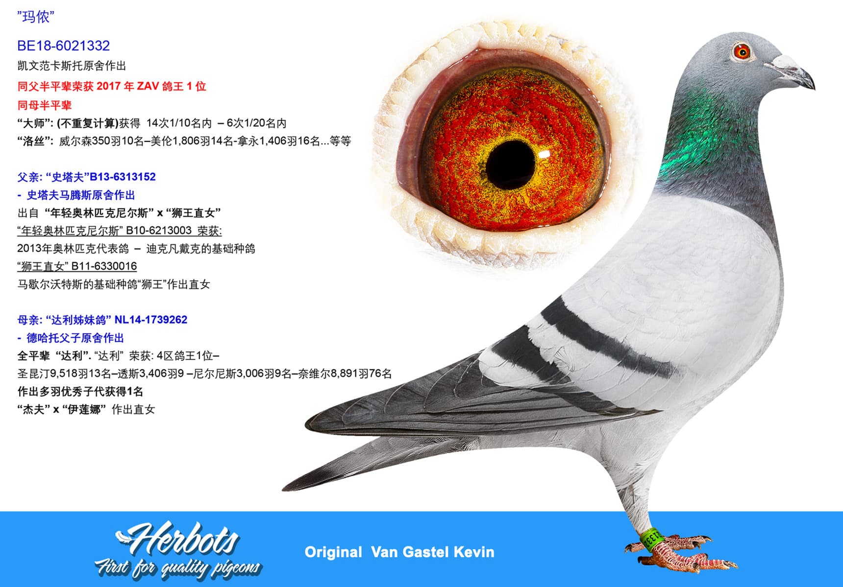 pigeon: undefined