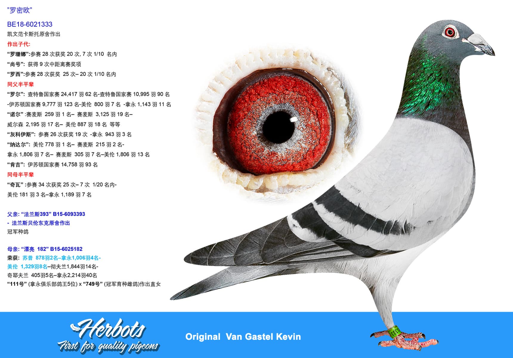 pigeon: ”罗密欧”