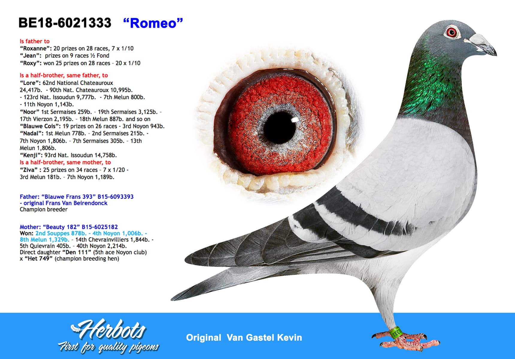 pigeon: ”Romeo”