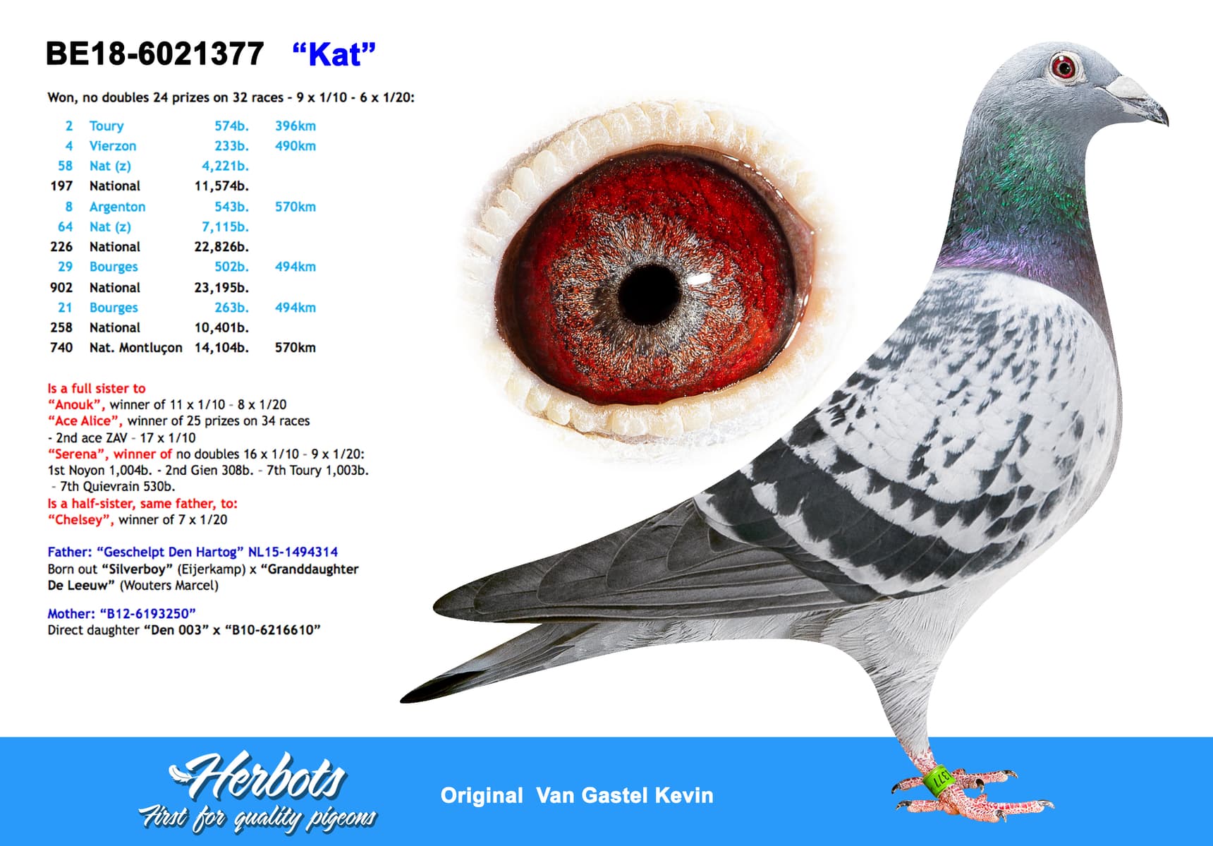 pigeon: undefined