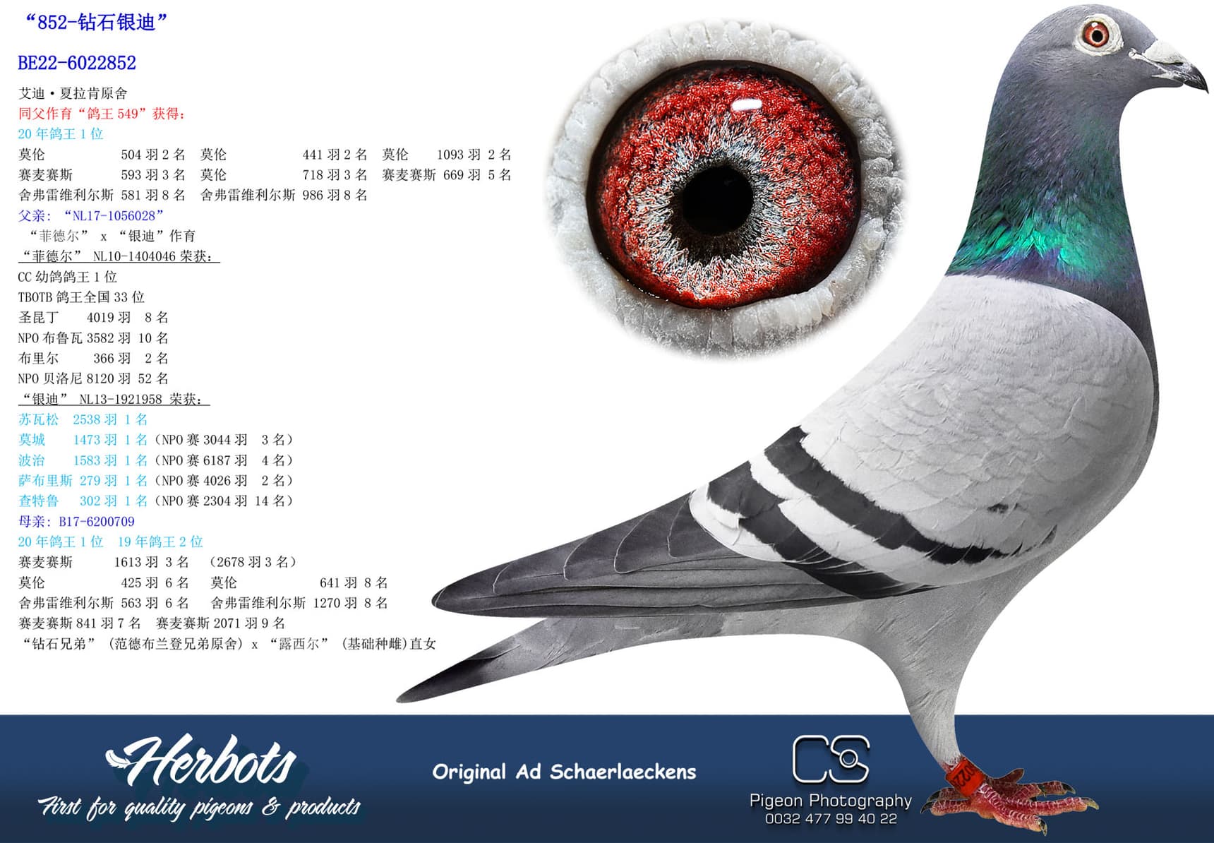 pigeon: undefined