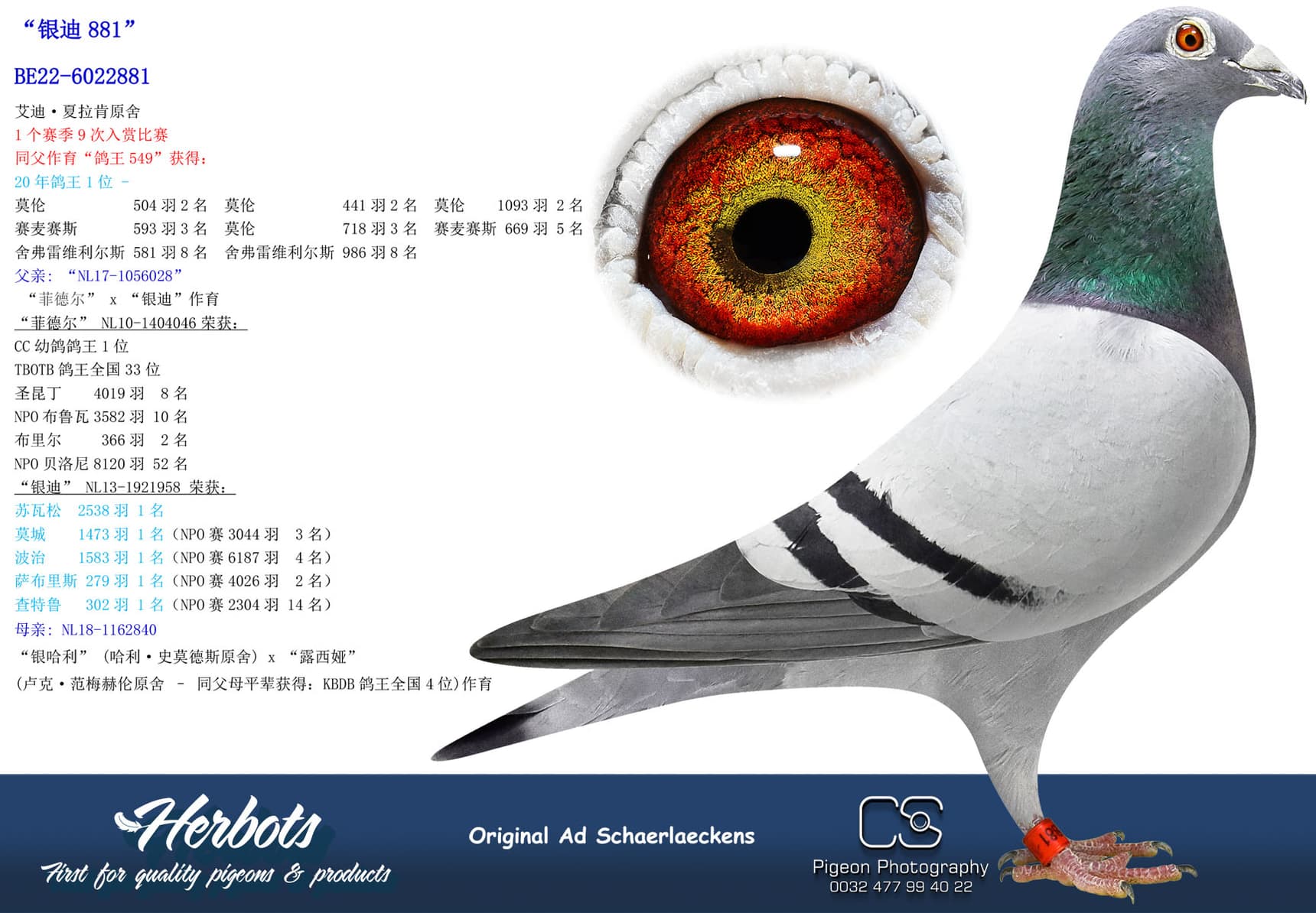 pigeon: “银迪881”