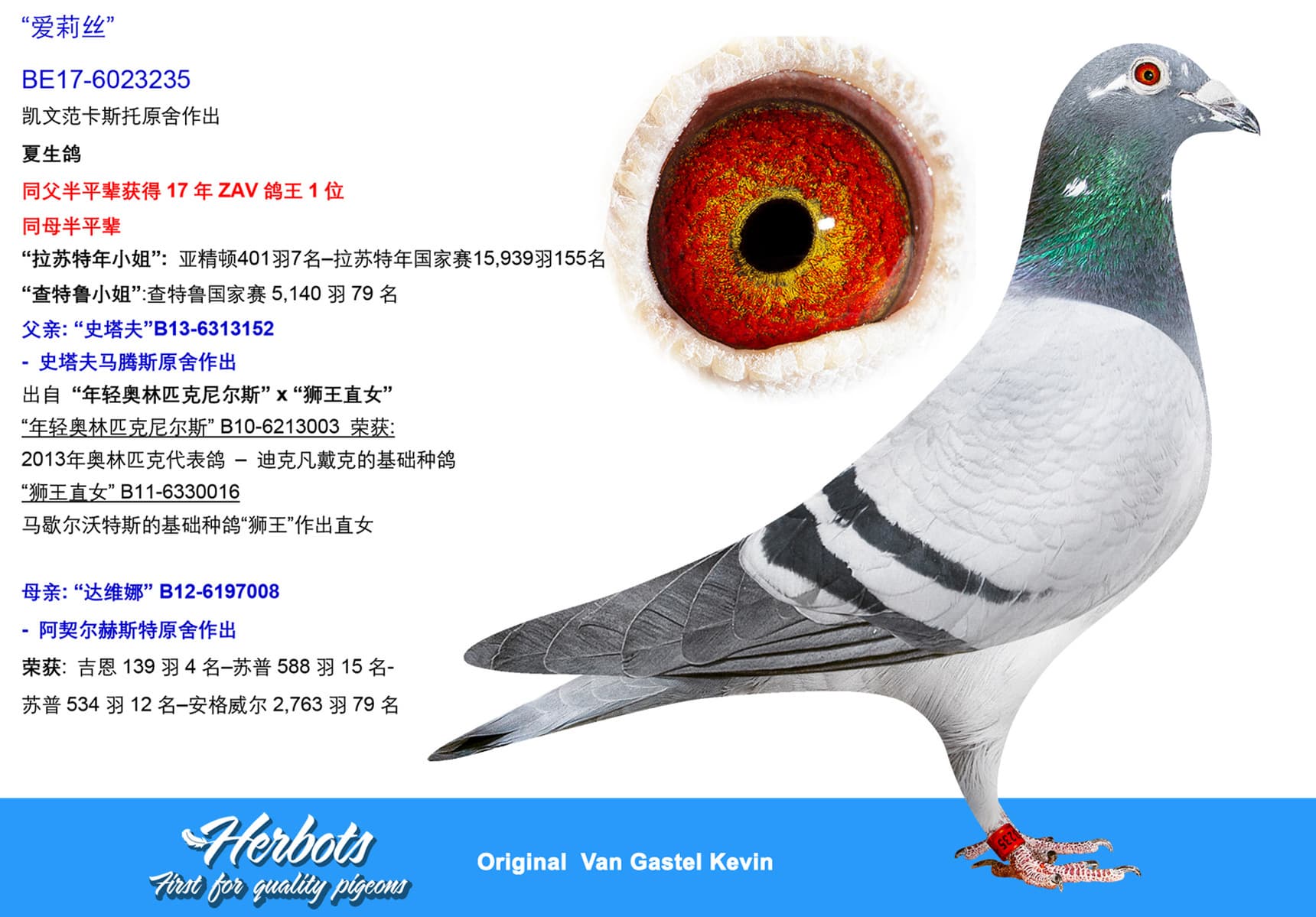 pigeon: undefined