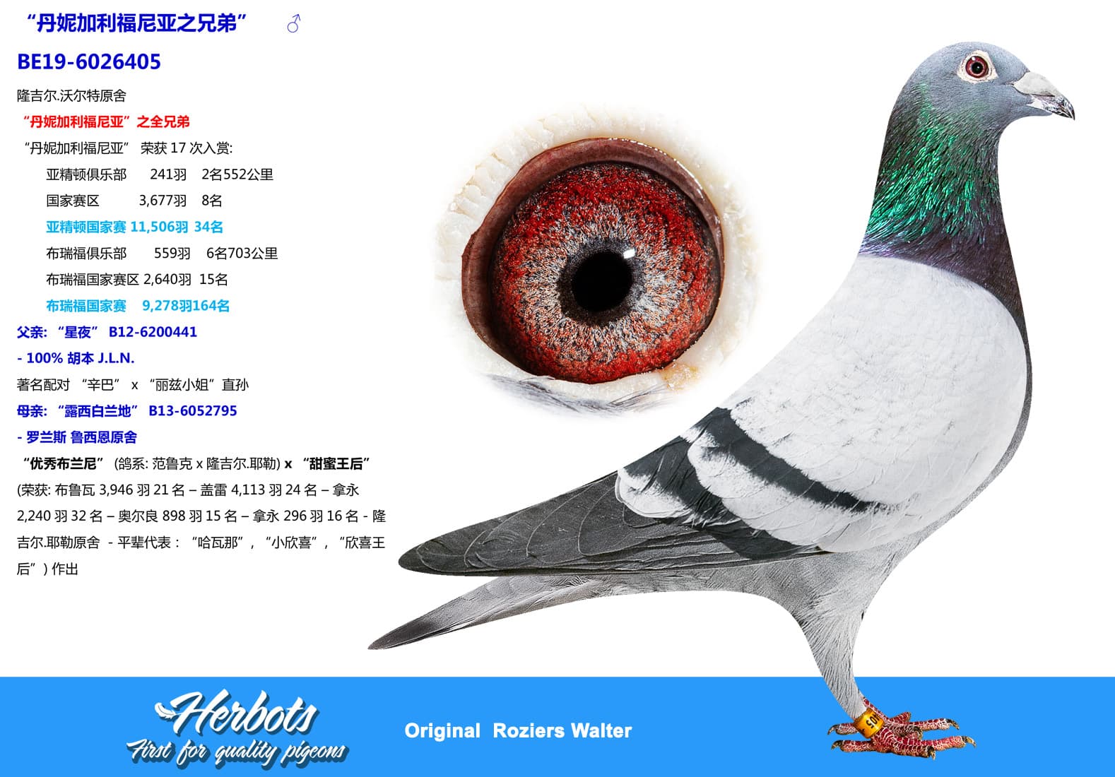 pigeon: undefined